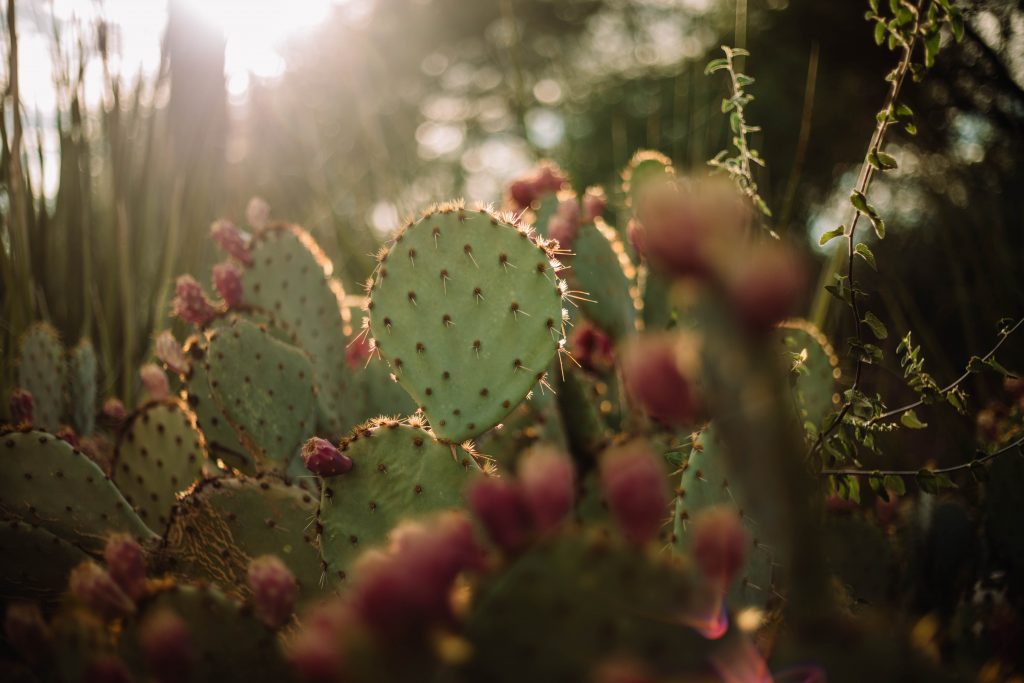 Desert Botanical Garden